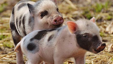 十二生肖猪属猪2022年运势及运程每月运程