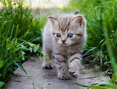 Image result for Cute Baby Animals Smiling