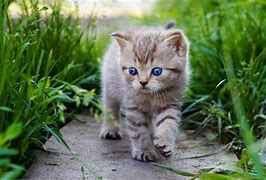 Image result for Good Morning Beautiful Baby Animals