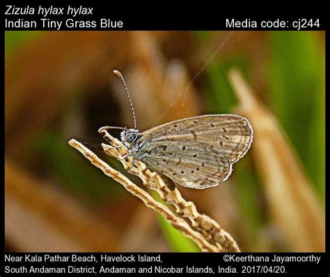 Zizula hylax | Butterfly