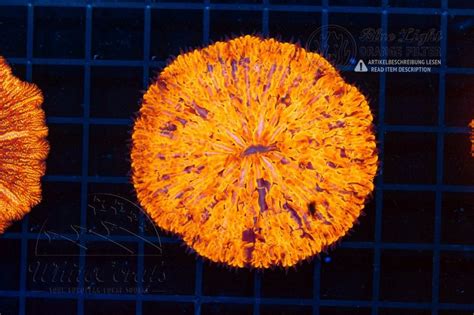 Fungia Purple Spotted (Filter)-LPS12_260116_099