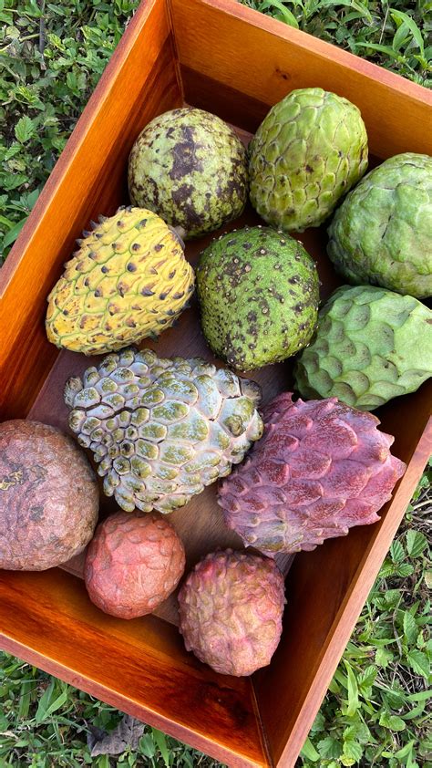 Miami Fruit | Custard Apple season is in full swing 😍 Have you tried it? 💗 When ripe, it will be ...