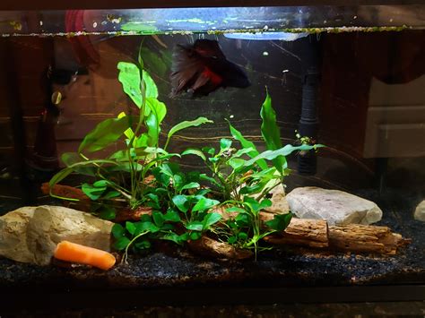 My 5 gallon betta tank with cherry shrimp and nerite snails. All ...
