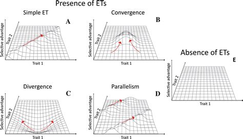 Evolutionary Landscape 的图像结果