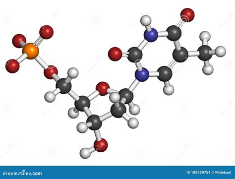 Thymidine Monophosphate (TMP, Thymidylate) Nucleotide Molecule. DNA ...