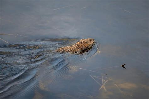 Why Do Beavers Build Dams? The Genius Behind Nature's Engineers ...