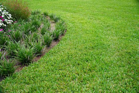 How Much Does St. Augustine Sod Cost? (2025)