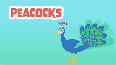 Peacocks Facts for Kids - 5 Playful Facts
