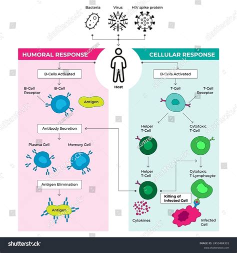 Humoral And Cell Mediated Immune Diagram PPT CELL MEDIATED IMMUNITY