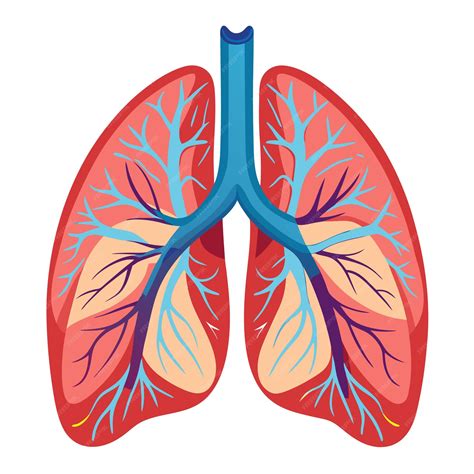 Human lung anatomy clipart vector art and illustration | Premium AI ...