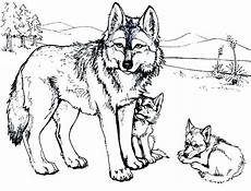 kostenlose malvorlagen wolf the best free wolf drawing coloring page images kostenlose malvorlagen wolf the best free wolf drawing coloring page images