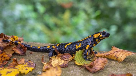 12 Animals That Date Back To The Age Of Dinosaurs – Animalko