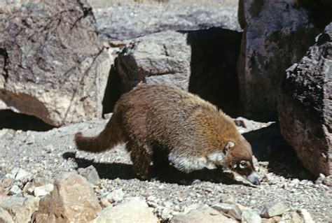 Arizona - Mining, Agriculture, Tourism | Britannica