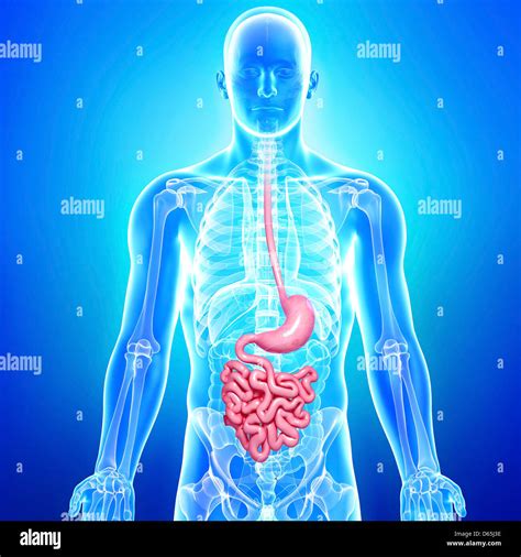 Male digestive system, artwork Stock Photo - Alamy