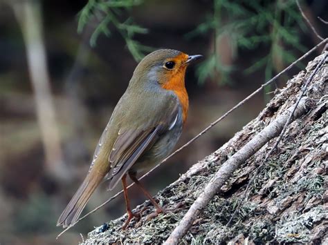 Birding with an E‑M10 Mark IV + Oly 100-400 : r/M43