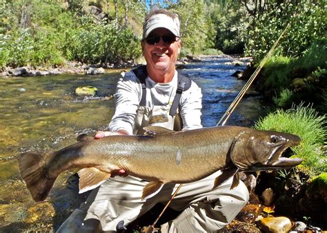 World Record Bull Trout