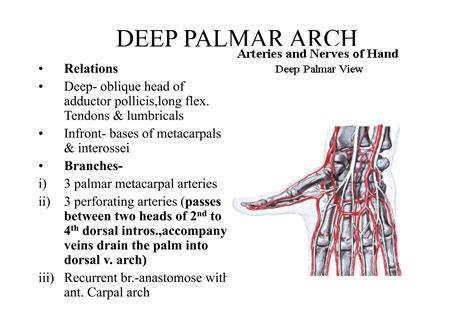 UL-fascial spaces in palm upper limb topic in anatomy (1).pdf