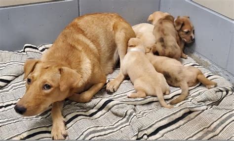 Mom and her babies have 'deadline' at Houston kill shelter - Pet Rescue ...