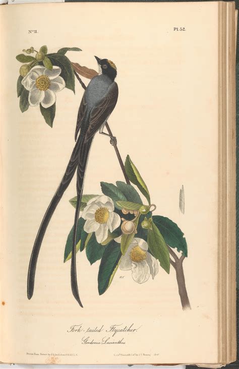 John James Audubon Bird Paintings Purple Heron Print By John J Audubon