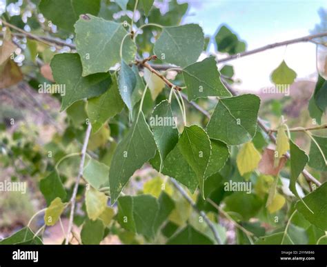Fremont Cottonwood (Populus fremontii Stock Photo - Alamy