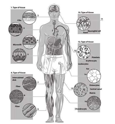 Image result for Identifying Tissue Types