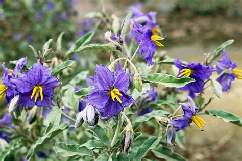 Solanum Elaeagnifolium