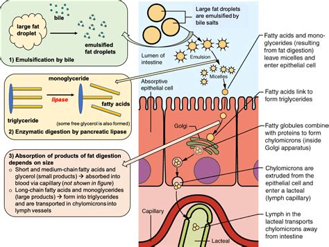 7.5: Digestion and Absorption of Lipids - Medicine LibreTexts