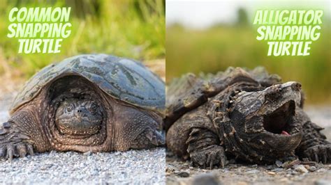 Common Snapping Turtle vs. Alligator Snapping Turtle [15 Differences] – The Turtle Hub