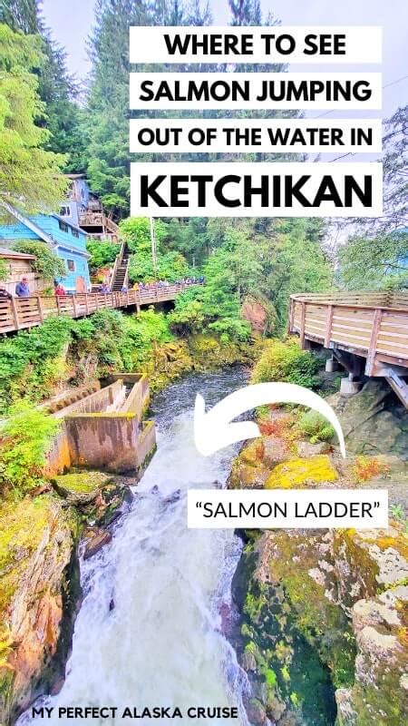 Salmon Ladder in Ketchikan cruise port to see salmon jumping out of the ...