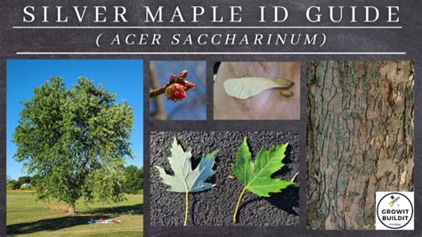Image result for Maple Tree Identification Guide