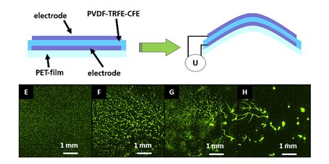 What Is Tissue Engineering 的图像结果