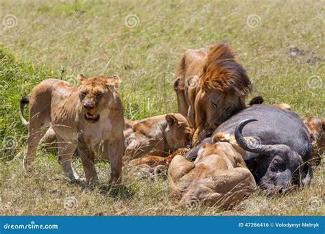 Lions Feeding stock photo. Image of endangered, game - 47286416