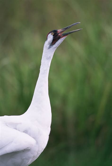 whooping crane close up | FWS.gov