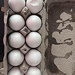 Eggoz Farm Fresh High Protein White Eggs, 10 Pieces : Amazon.in ...
