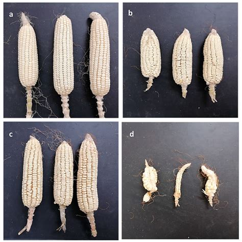 Chitosan and Nano-Chitosan for Management of Harpophora maydis ...