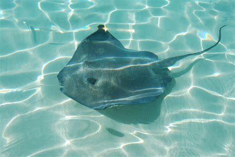 Feeding Stingrays Experience