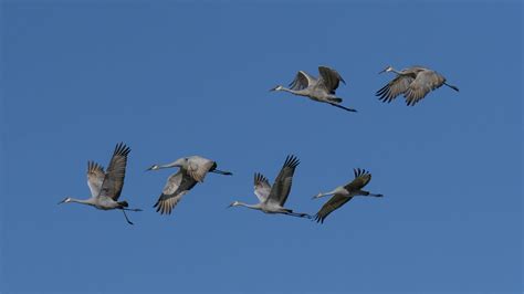 Download wallpaper 1920x1080 cranes, birds, sky, flight full hd, hdtv ...