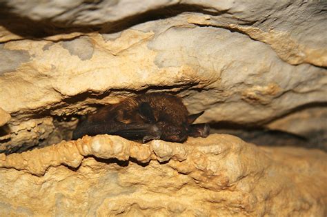 Torpor: How Bats Chill - Bat Conservation International