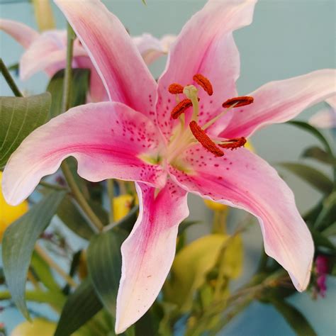 Lily Natürliche Blume Blumen - Kostenloses Foto auf Pixabay - Pixabay