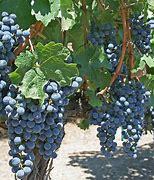 Image result for grapevines