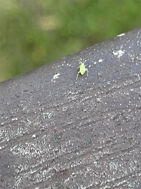 Small Green Bug