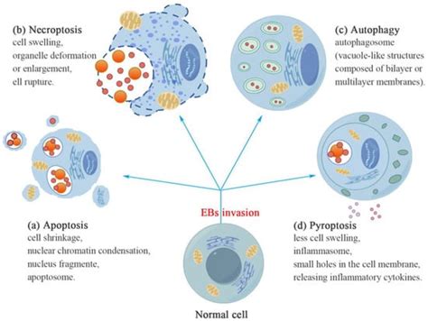 Insights into Chlamydia Development and Host Cells Response