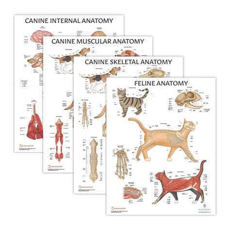Buy 4 PACK Canine Anatomy and Feline Anatomy Set, LAMINATED, Veterinary Anatomy Physiology, 17.3 ... - Vermomatanu M Anatomy