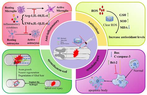 Application of Injectable Hydrogels as Delivery Systems in Spinal Cord ...