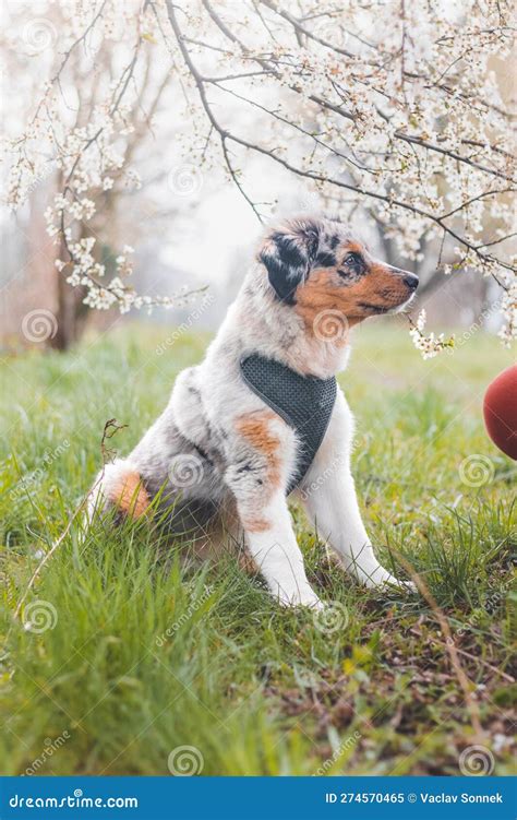 Unique Portrait of an Australian Shepherd Puppy Who Expresses His ...