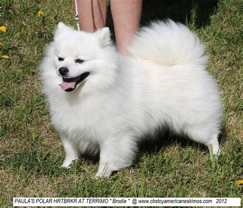 Awasome American Eskimo Dog Breeders References - Kinds of puppies