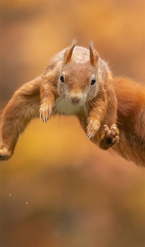 Download wallpaper background, jump, protein, red, flight, section ...