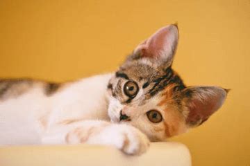 猫的名字叫什么好听可爱-起名网