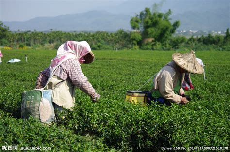 【文旅观察】“中国茶”成世界非遗，通过茶旅深度感受茶文化_腾讯新闻