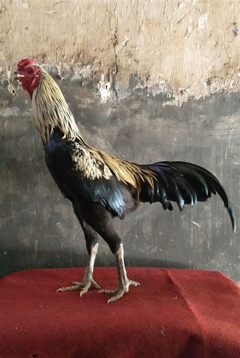Pertempuran Dramatis Sabung Ayam Juara Thailand: Menyaksikan Kekuatan dan Kegagahan